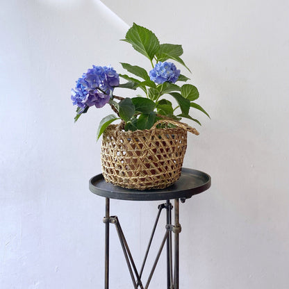 Cesta rala STOCK